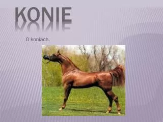 o koniach
