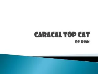 Caracal Top Cat