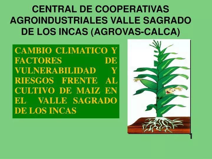 central de cooperativas agroindustriales valle sagrado de los incas agrovas calca