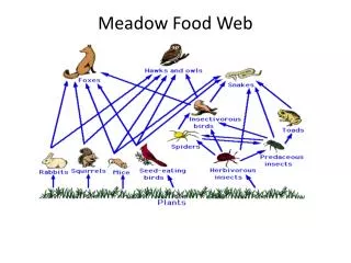 Meadow Food Web