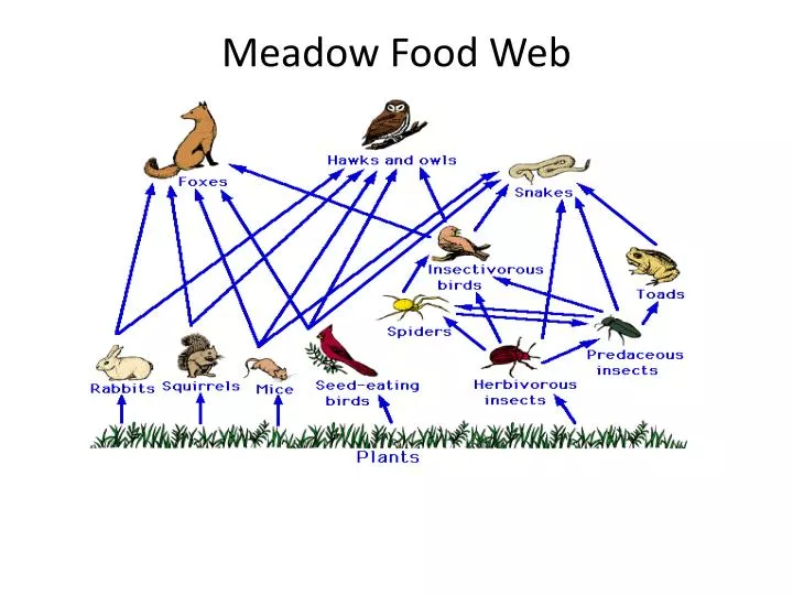 meadow food web