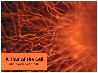 A Tour of the Cell