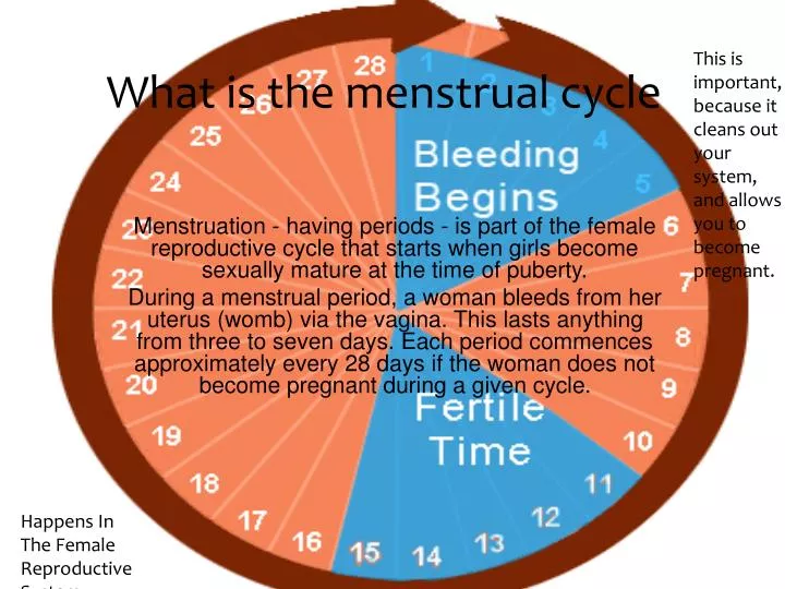 what is the menstrual cycle