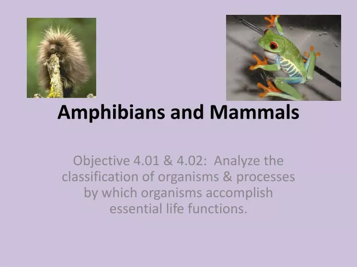 amphibians and mammals