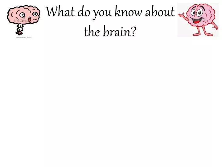 what do you know about the brain