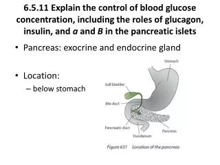 Pancreas: exocrine and endocrine gland Location: below stomach