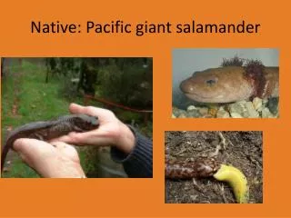 Native: Pacific giant salamander