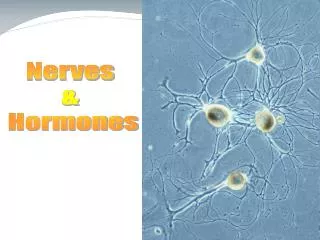 Nerves &amp; Hormones