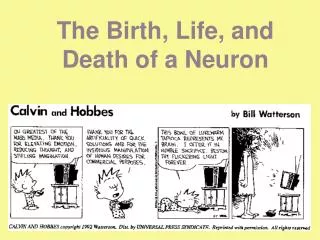 The Birth, Life, and Death of a Neuron