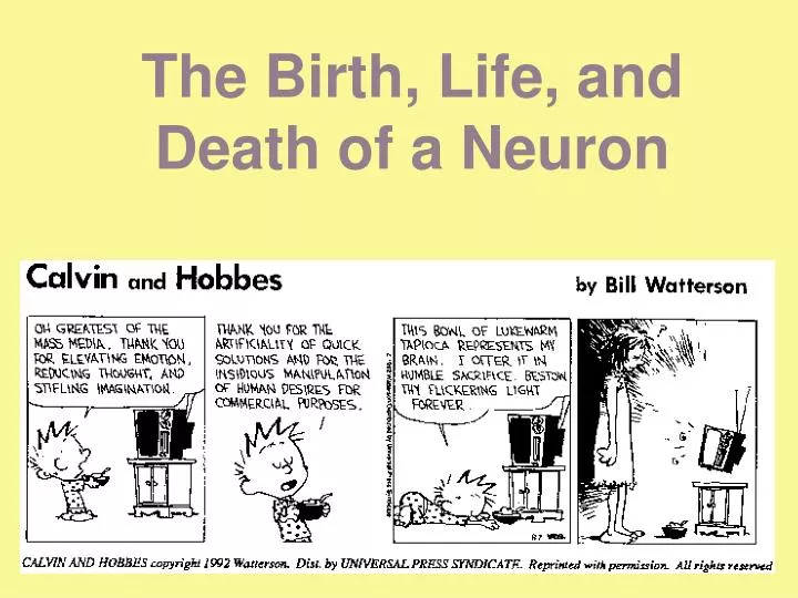 the birth life and death of a neuron