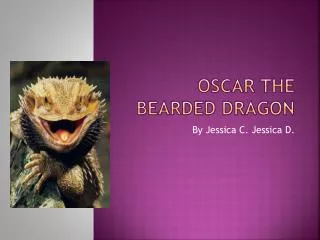 Oscar the bearded dragon