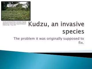 Kudzu, an invasive species