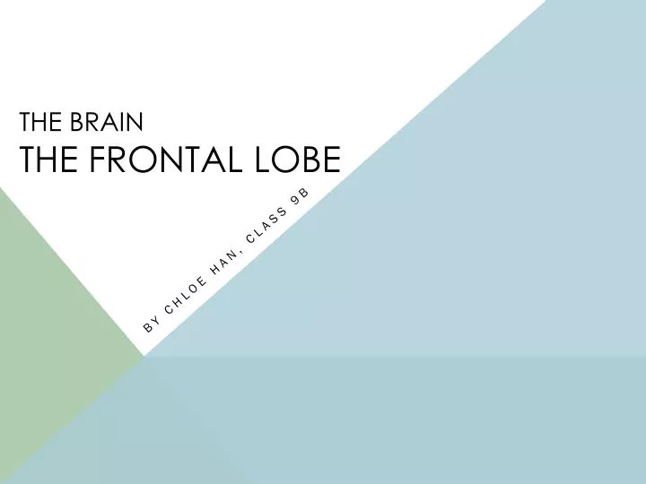 the brain the frontal lobe