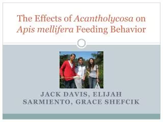 The Effects of Acantholycosa on Apis mellifera Feeding Behavior