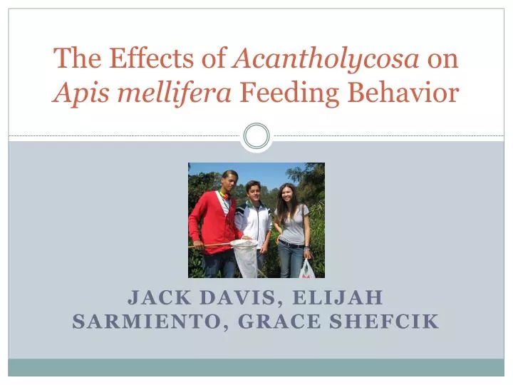 the effects of acantholycosa on apis mellifera feeding behavior