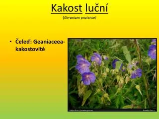 kakost lu n geranium pratense