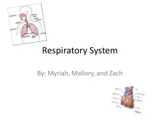 Respiratory System