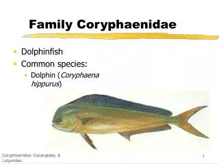 Family Coryphaenidae