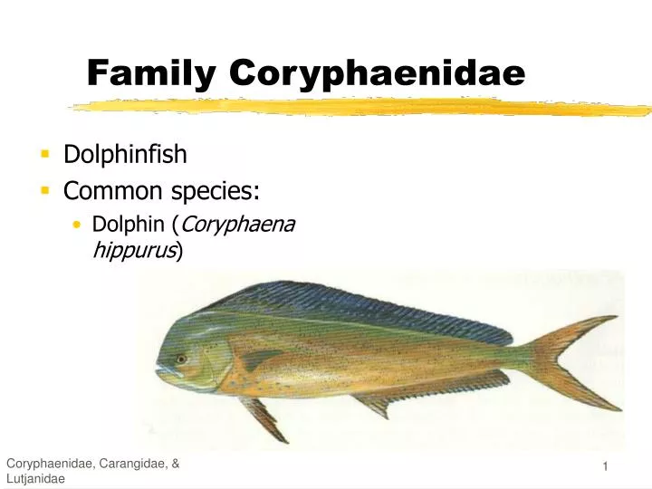 family coryphaenidae