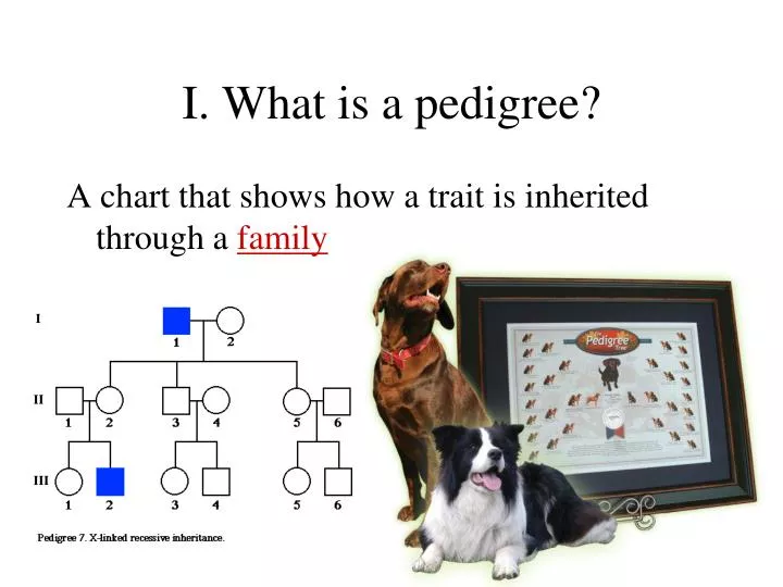 i what is a pedigree