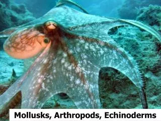Mollusks, Arthropods , Echinoderms