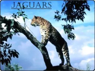 jaguars