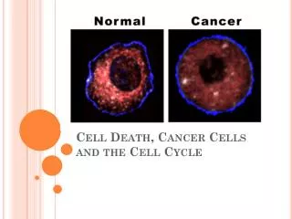 PPT - THE CELL CYCLE AND CANCER PowerPoint Presentation, Free Download ...