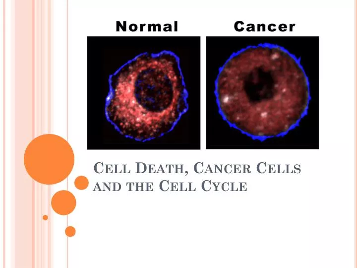 cell death cancer cells and the cell cycle