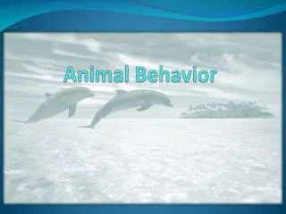 animal behavior