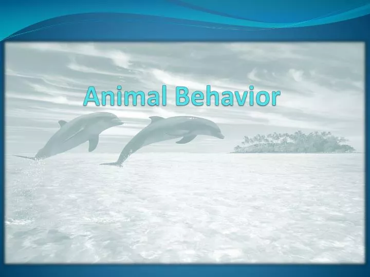 animal behavior