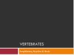 Vertebrates - slide 1