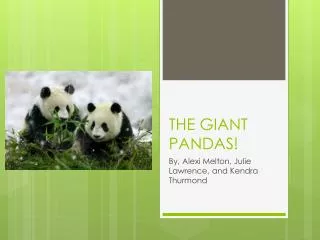 THE GIANT PANDAS!