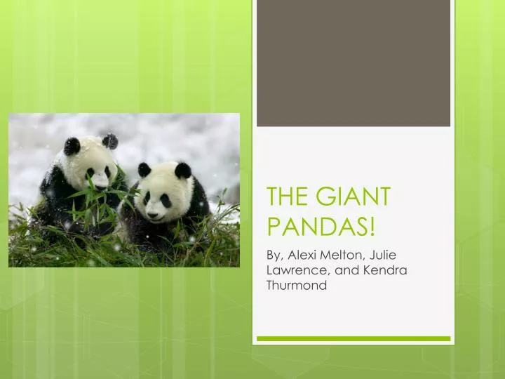 the giant pandas