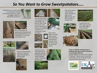 Cover the seed potatoes with dirt or sand and apply napropamide to prevent weed emergence