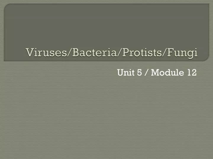 viruses bacteria protists fungi