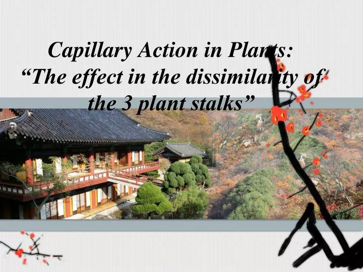 capillary action in plants the effect in the dissimilarity of the 3 plant stalks