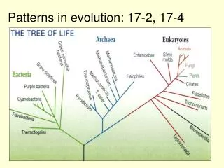 Patterns in evolution: 17-2, 17-4