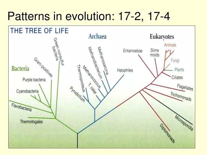 patterns in evolution 17 2 17 4
