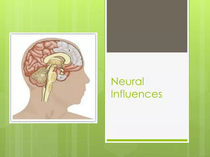 neural influences