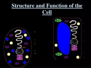 Structure and Function of the Cell