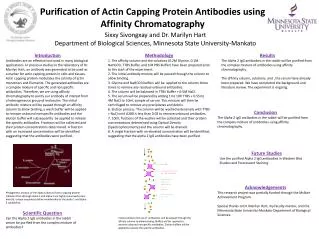 Purification of Actin Capping Protein Antibodies using Affinity Chromatography