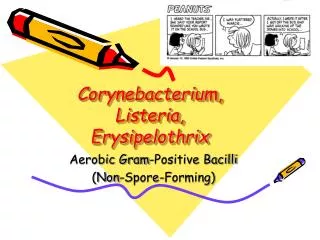 Corynebacterium , Listeria , Erysipelothrix