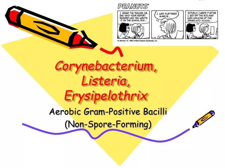 corynebacterium listeria erysipelothrix