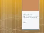 Oxidative Phosphorylation - slide 1
