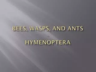 Bees, wasps, and ants - Hymenoptera