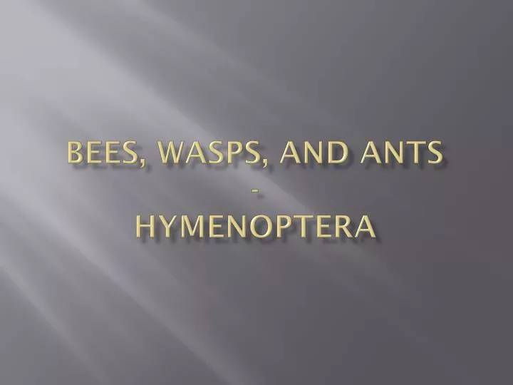 bees wasps and ants hymenoptera
