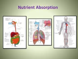 Nutrient Absorption
