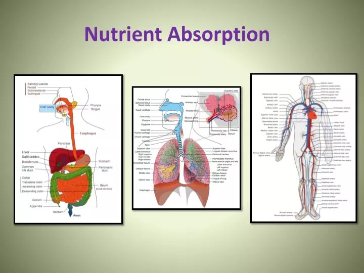 nutrient absorption