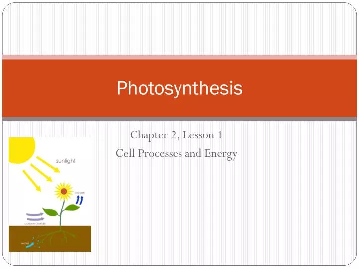 photosynthesis