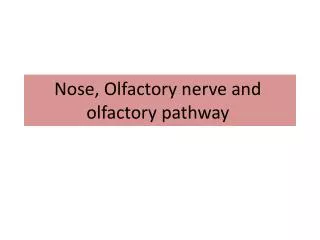 Nose, Olfactory nerve and olfactory pathway